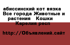 абиссинский кот вязка - Все города Животные и растения » Кошки   . Карелия респ.